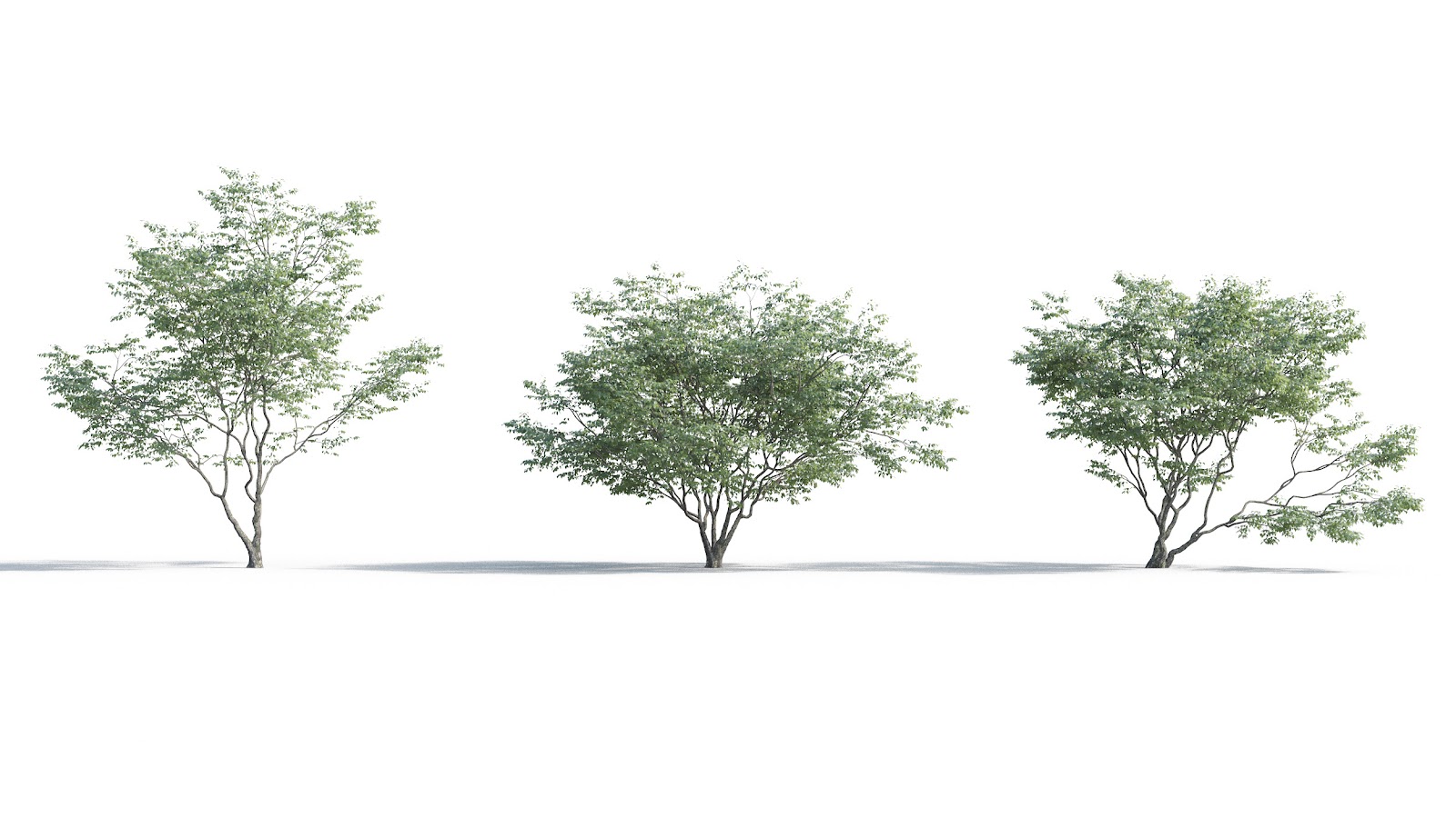 Maxtree - Plant Models Vol.5