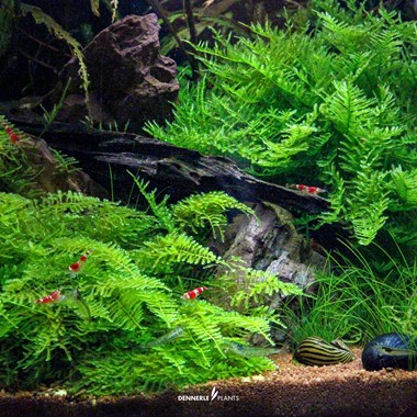 Vesicularia montagnei ('Christmas Moss')