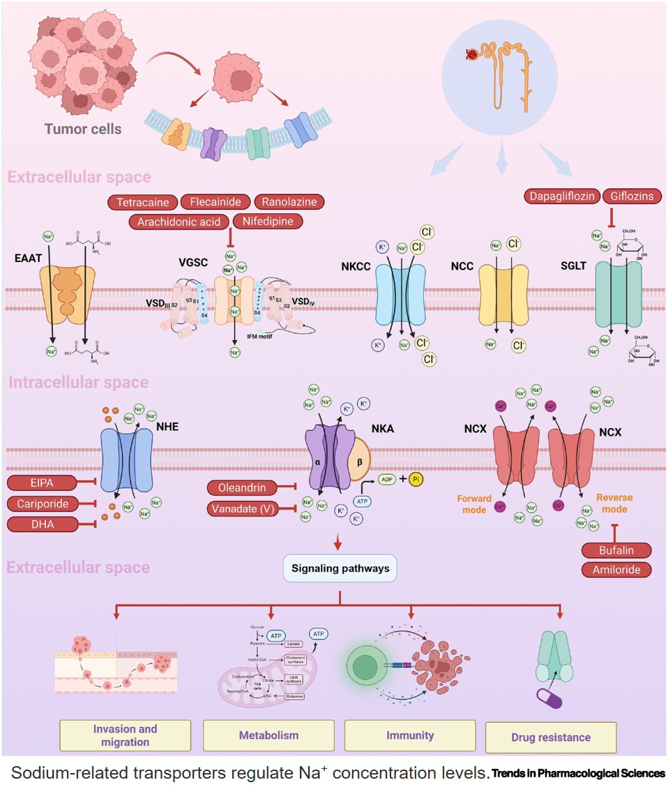 Sodium's role and therapeutic targeting in cancer