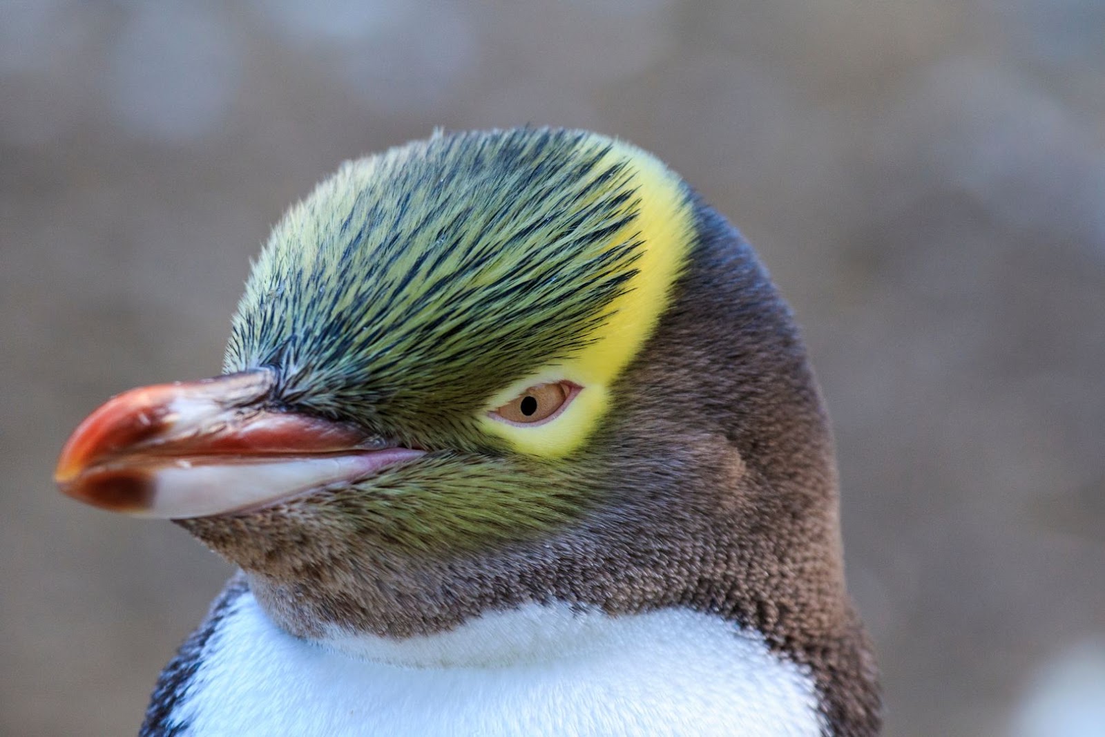 Yellow-eyed penguin standing in its natural coastal habitat in New Zealand.