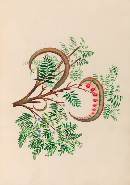 Drawings of tropical flowers and fruits from South America Pl09 1830