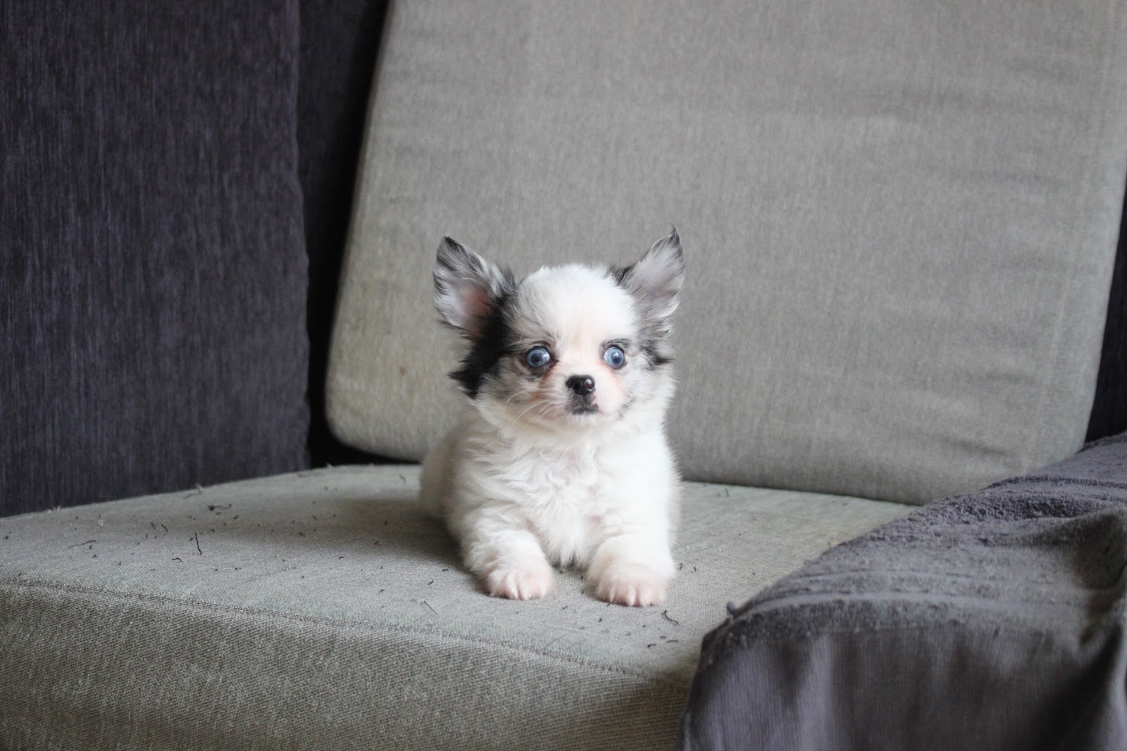 12/19出生 優質迷你長毛吉娃娃大理石白花弟弟