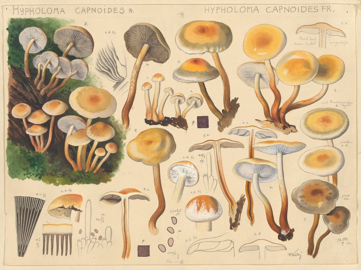 Hypholoma capnoides Fr 1915 1945