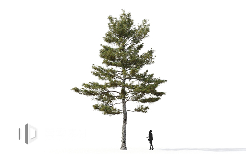 Maxtree - Plant Models Vol.9