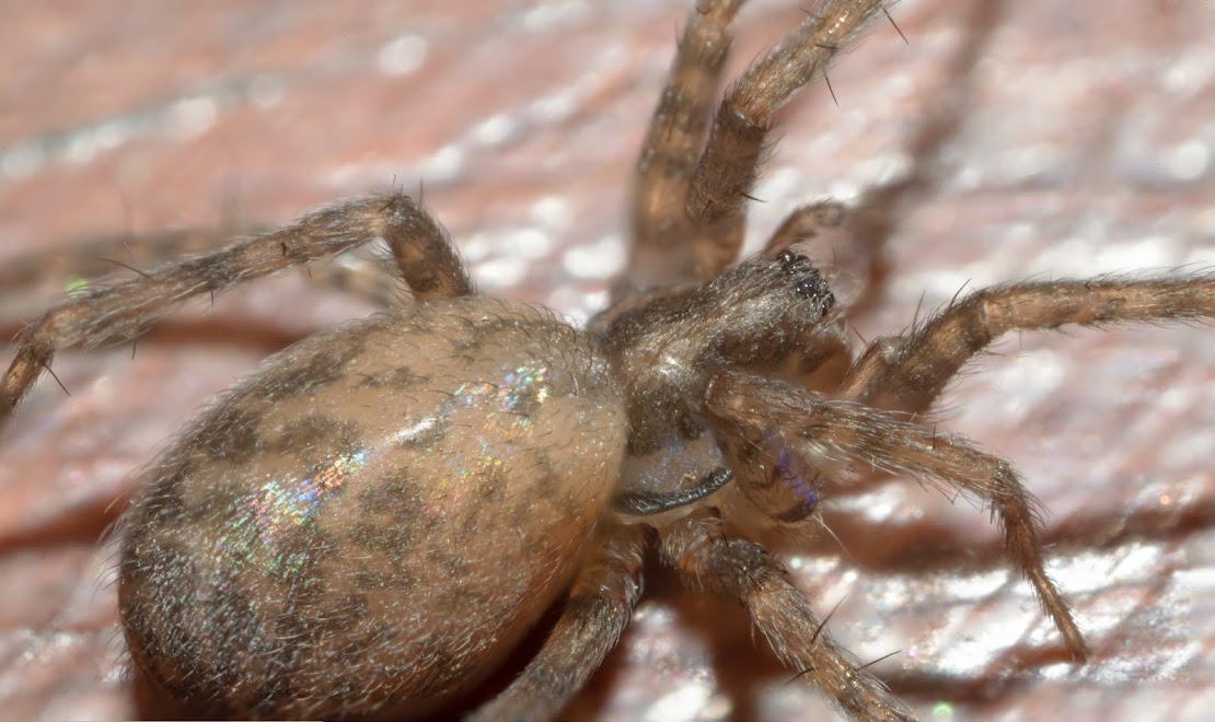 Tegenaria domestica