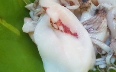 Mực làm sạch, dùng dao rạch một đường để dàn phẳng mực. Sau đó, ướp mực với 1/2 muỗng cà phê ớt bột, 2 muỗng canh dầu mè, 1/2 muỗng cà phê muối, 1/2 muỗng cà phê tiêu, 1 muỗng canh nước mắm khoảng 10 phút.