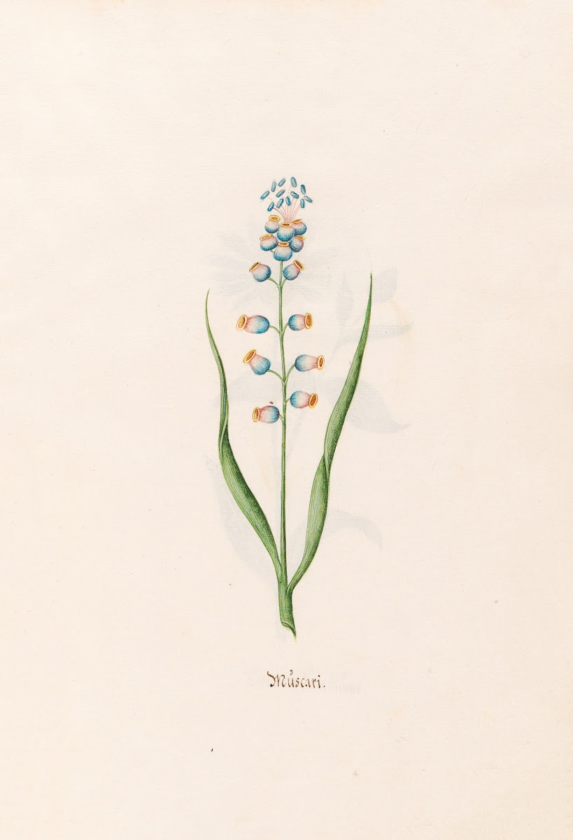 Müscari 1692