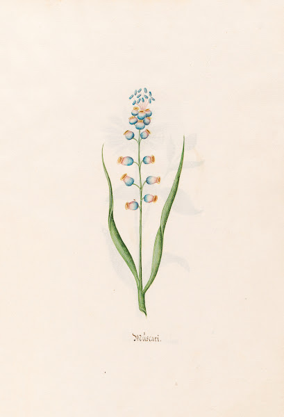 Müscari 1692