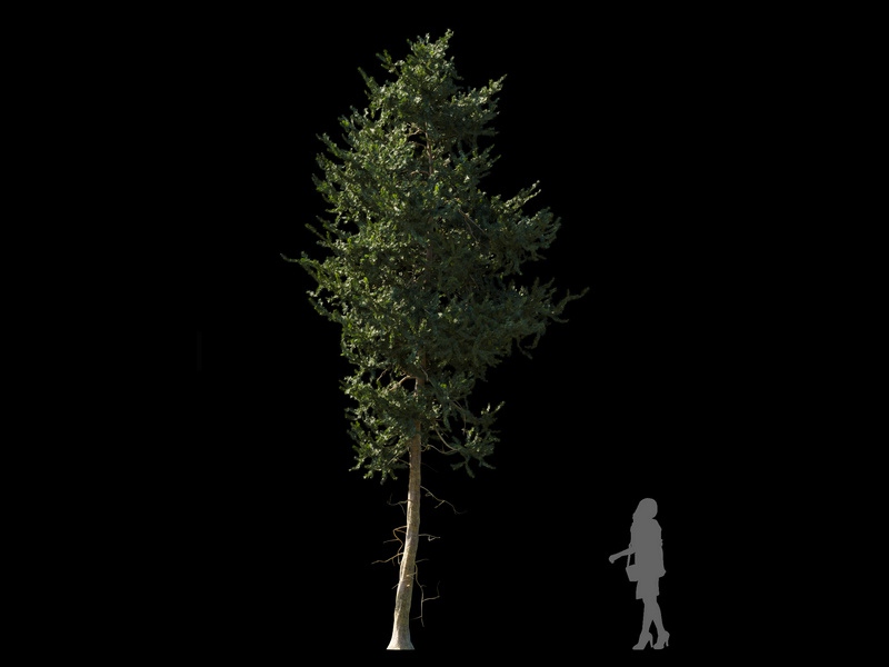 Maxtree - Plant Models Vol.120