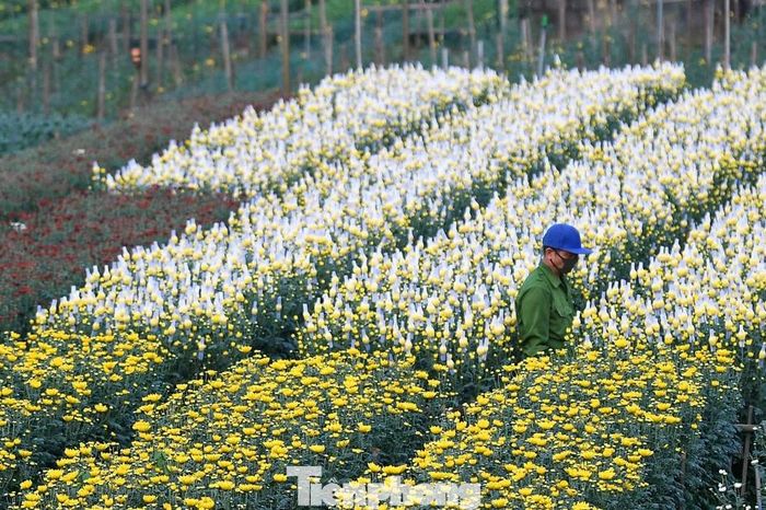 Ninh Bình: Miên man trên cánh đồng hoa sắp bung nở bên sông Hồng - Báo Tiền Phong