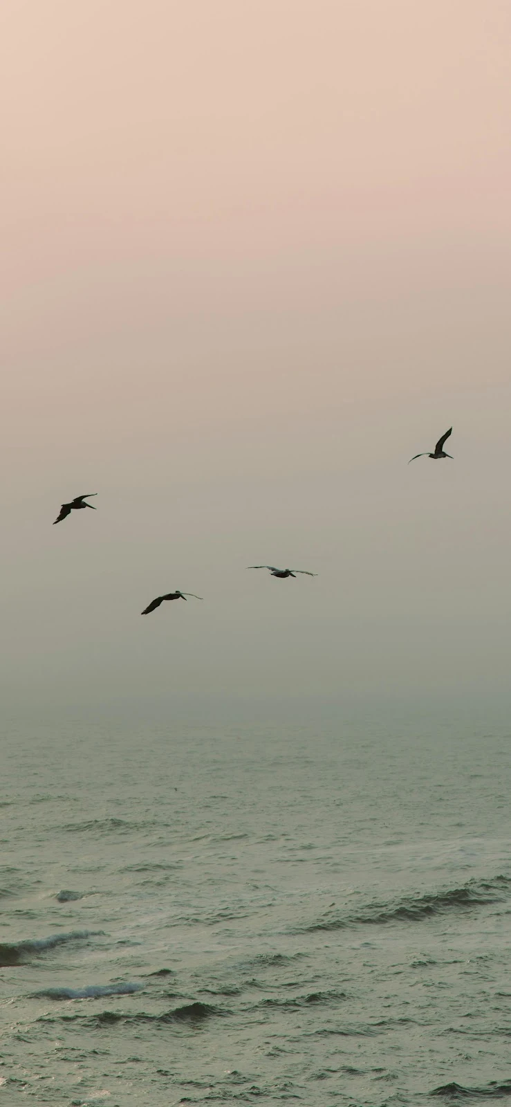 Seabirds Fly Over Misty Ocean - Minimalist Photography 4K iPhone Wallpaper (2433x5271)