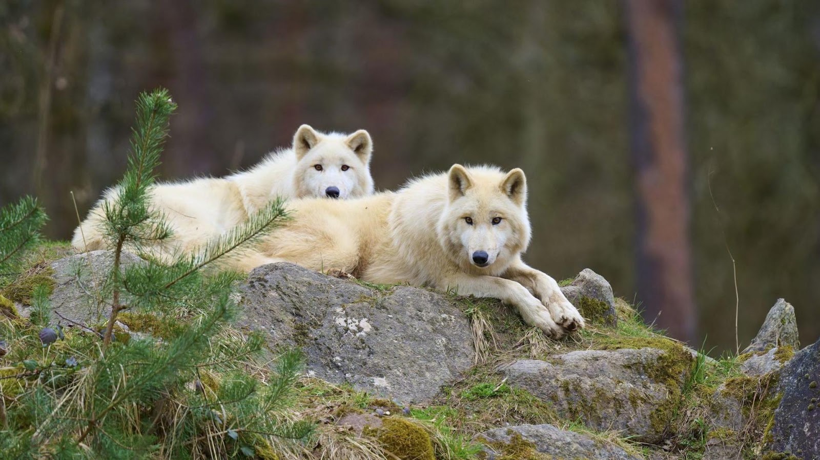Wolf Attack Injures Girl, 8, at German Wildlife Park
