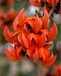 Red Palash Plant