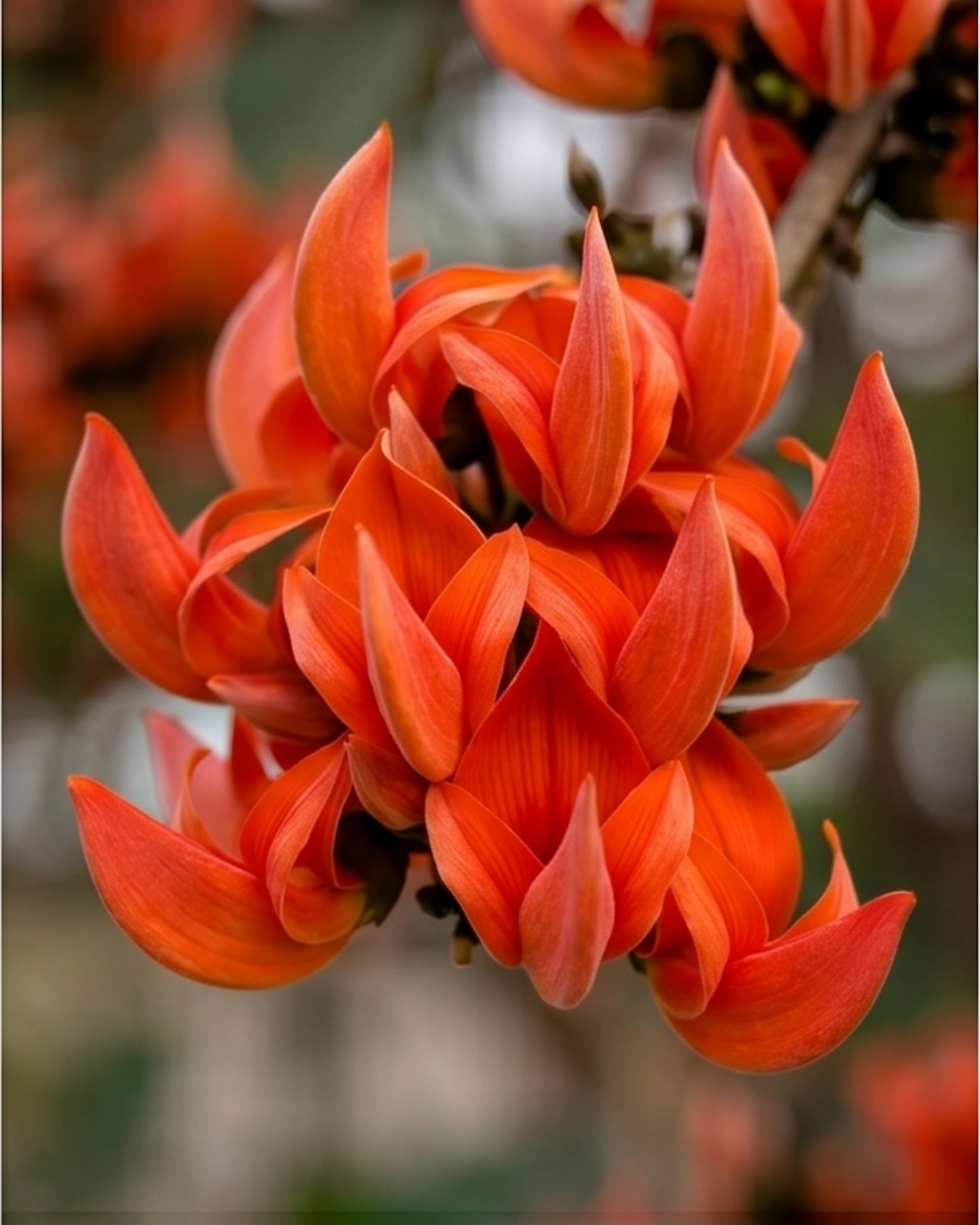Red Palash Plant — view 1