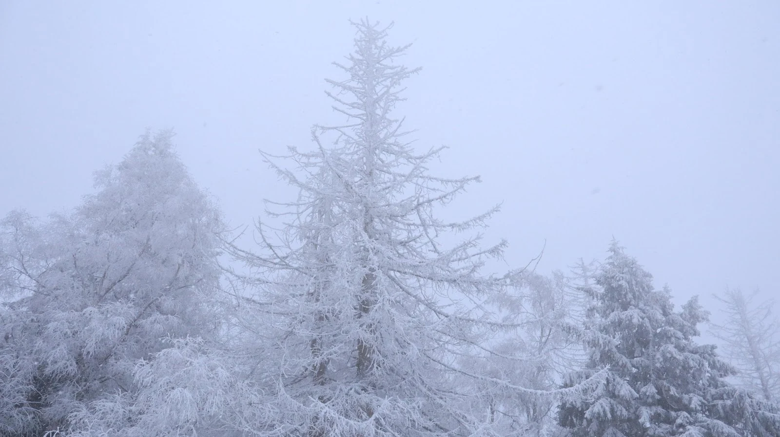 Rime Ice Covered Forest Trees - Nature Photography 5K Wallpaper (6000x3368)