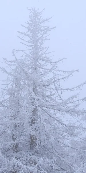 Rime Ice Covered Forest Trees 5K Wallpaper Background