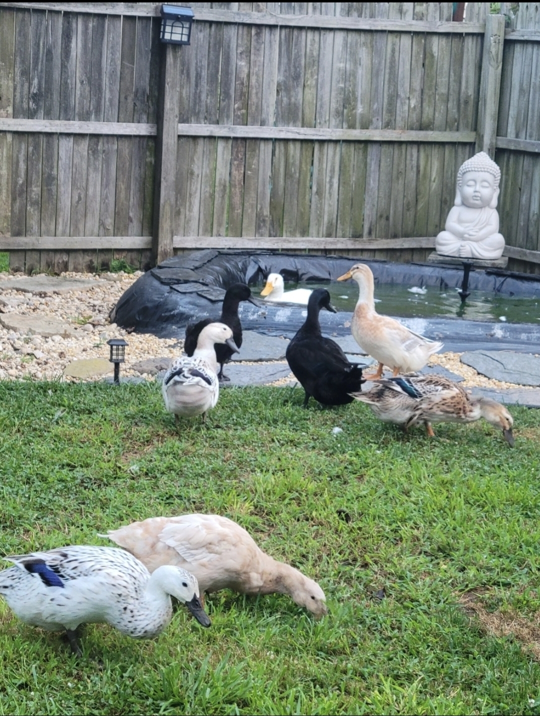 Silver Appleyard Duckling, Buff Duckling, Cayuga Duckling, Jumbo Pekin Duckling, Saxony Duckling, Welsh Harlequin Duckling