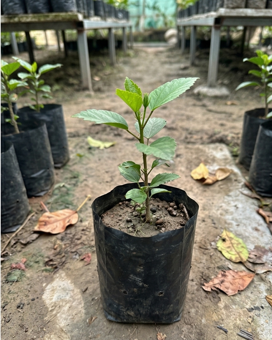 Hibiscus Pink Flower Plant — view 2