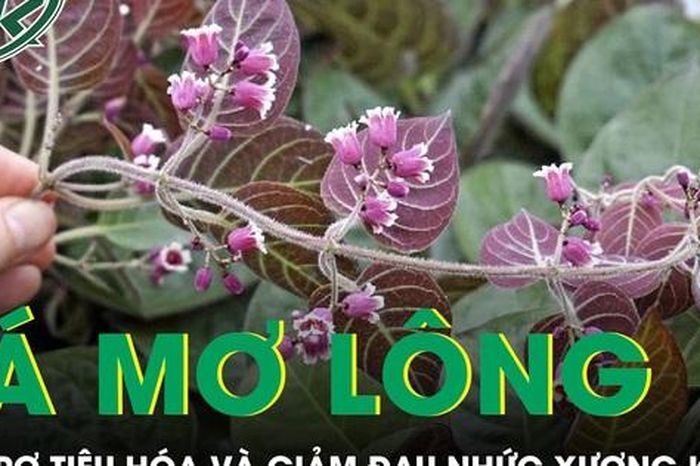 Loại lá mọc đầy vườn giúp hỗ trợ tiêu hóa và giảm đau nhức xương khớp - Báo Sức Khỏe &amp; Đời Sống