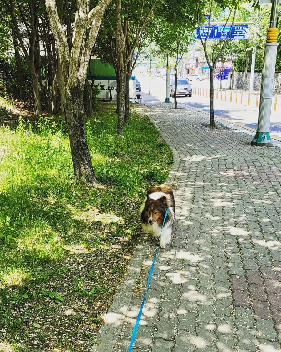셀티 치아 상태 확인 — 치석 예방