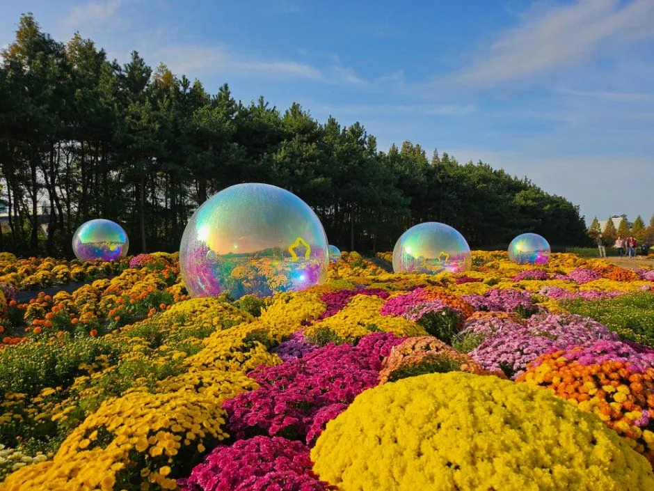 드림파크 국화축제 사진(한국관광공사)