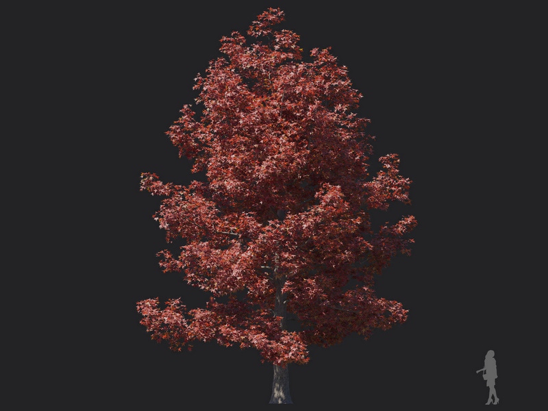 Maxtree - Plant Models Vol.116