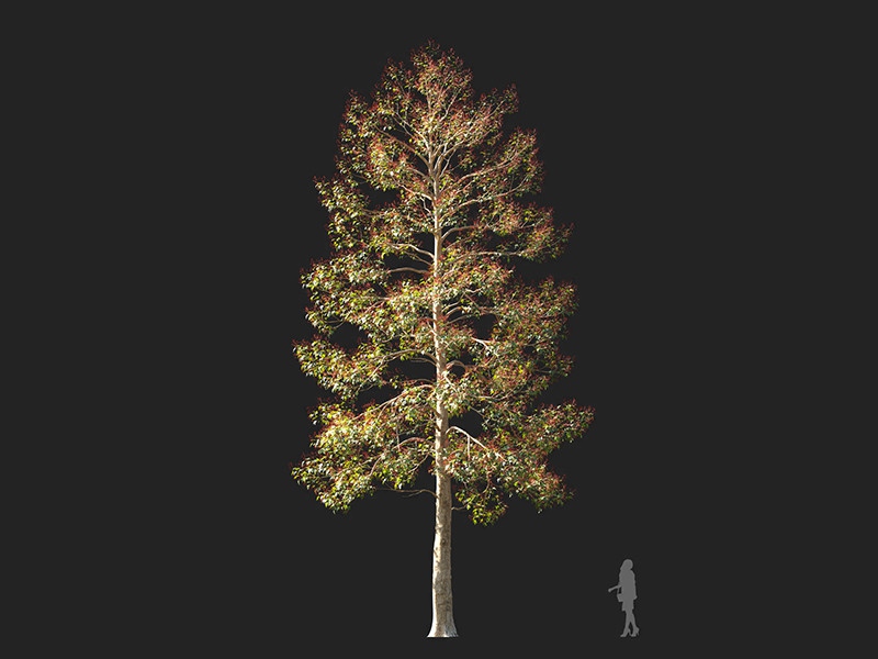 Maxtree - Plant Models Vol.132