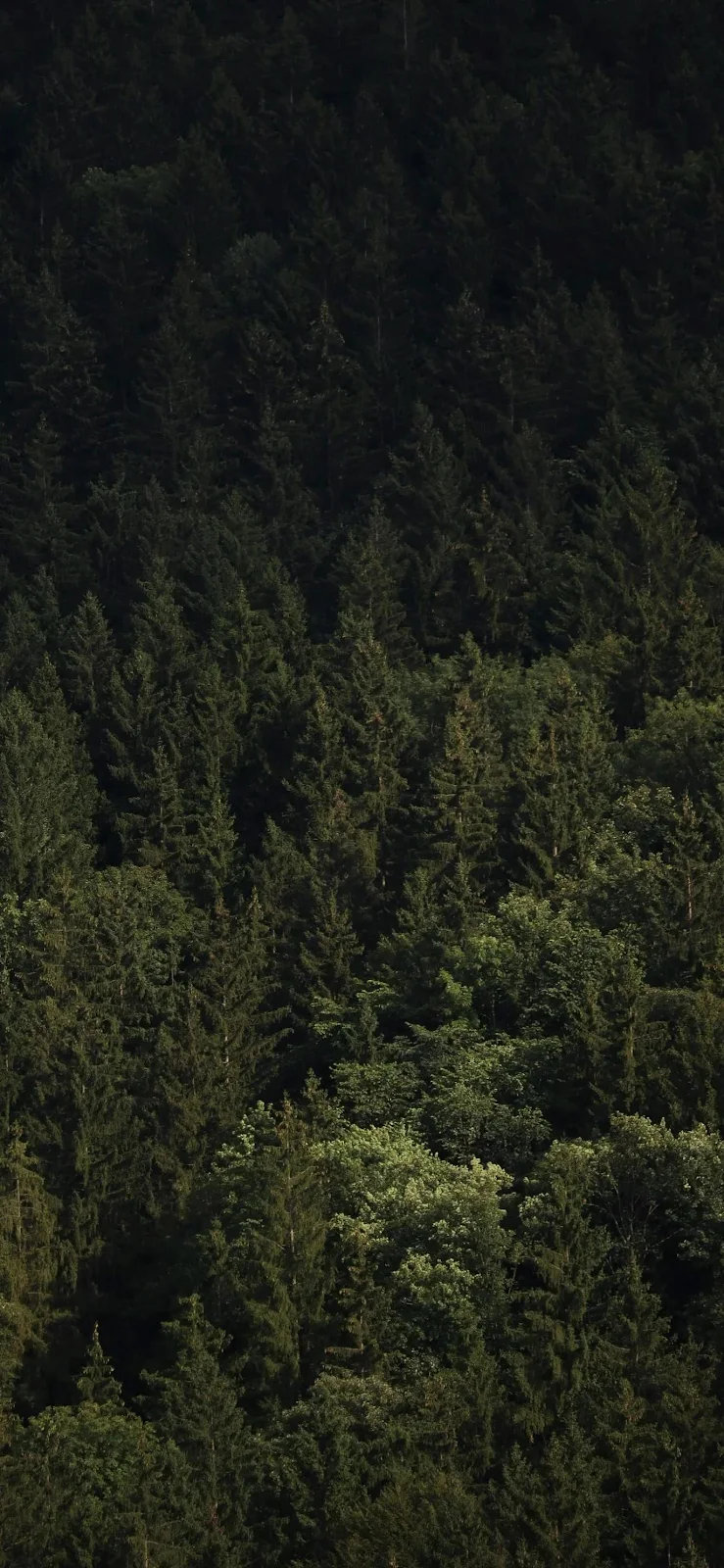 Dense Green Woods Canopy - Nature Photography Full HD iPhone Wallpaper (1373x2974)