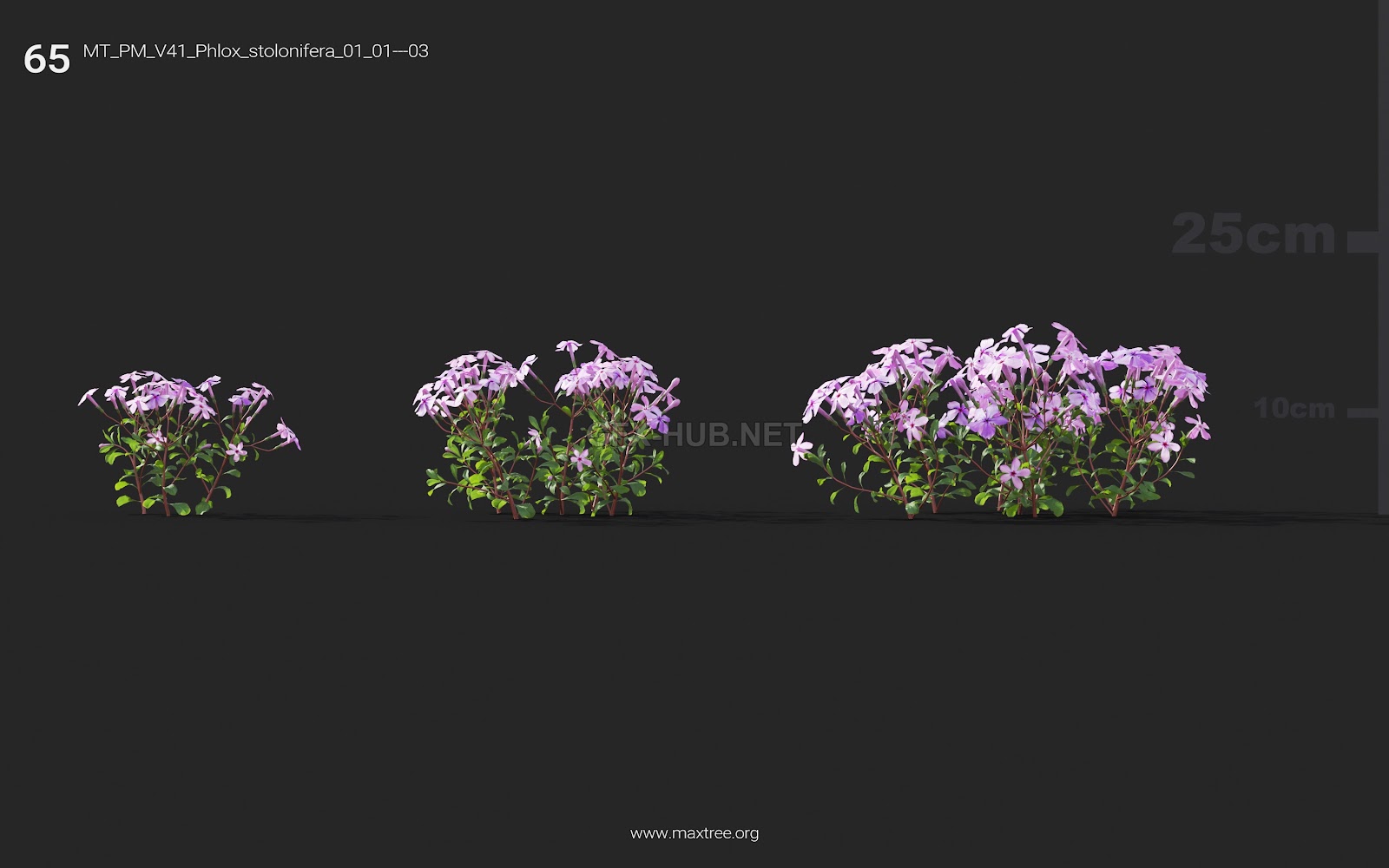 Maxtree - Plant Models Vol.41