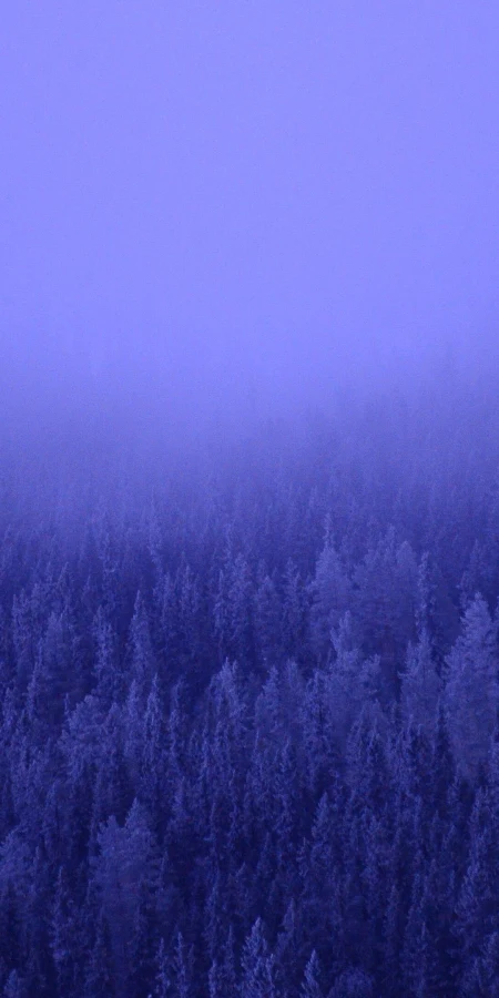 Winter, Forest, Fog, Blue, Trees 4K Phone Wallpaper