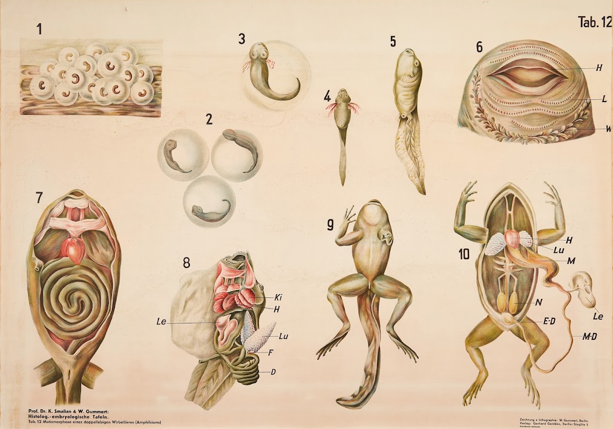 Metamorphosis in amphibians 1928