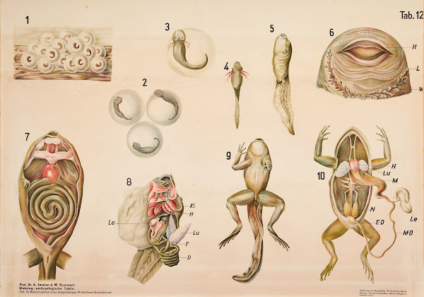 Metamorphosis in amphibians 1928