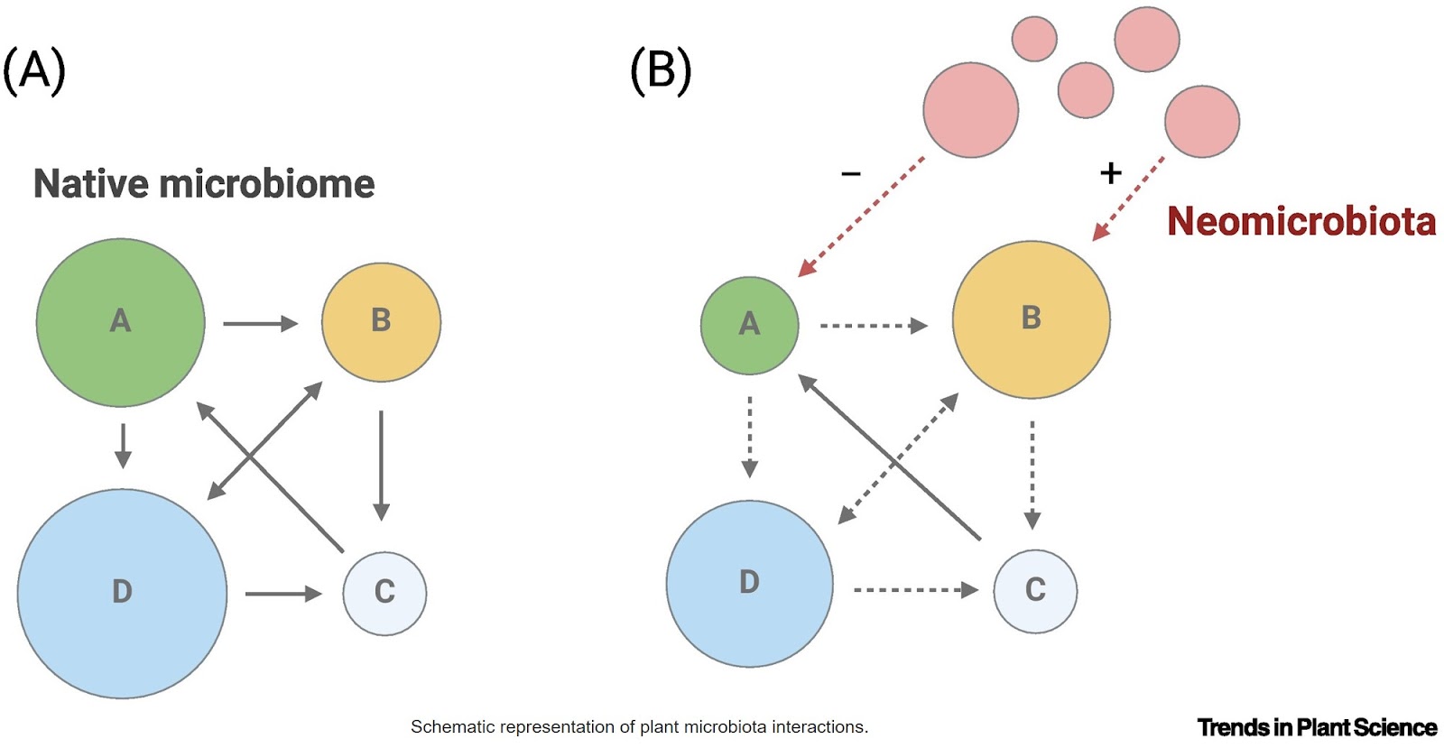 Beneficial microbes in agriculture: curse or blessing?
