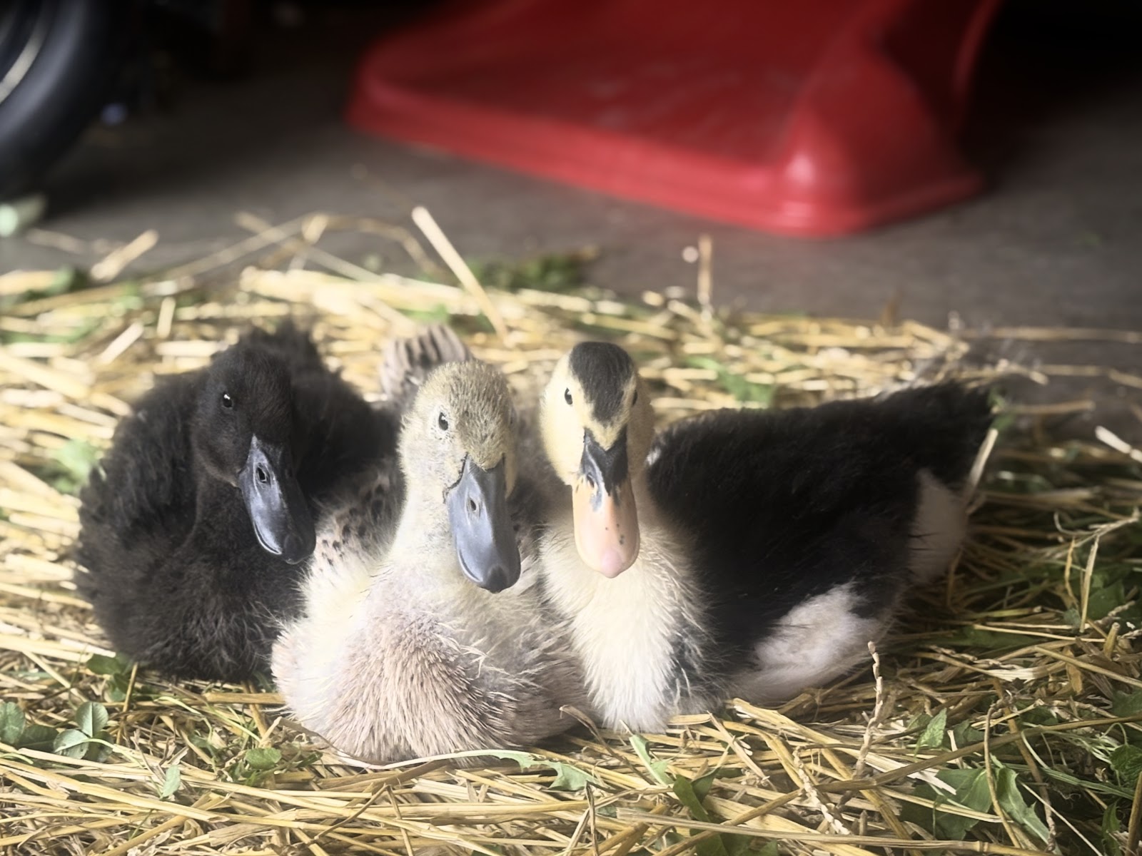 Cayuga Duckling, Welsh Harlequin Duckling, Magpie