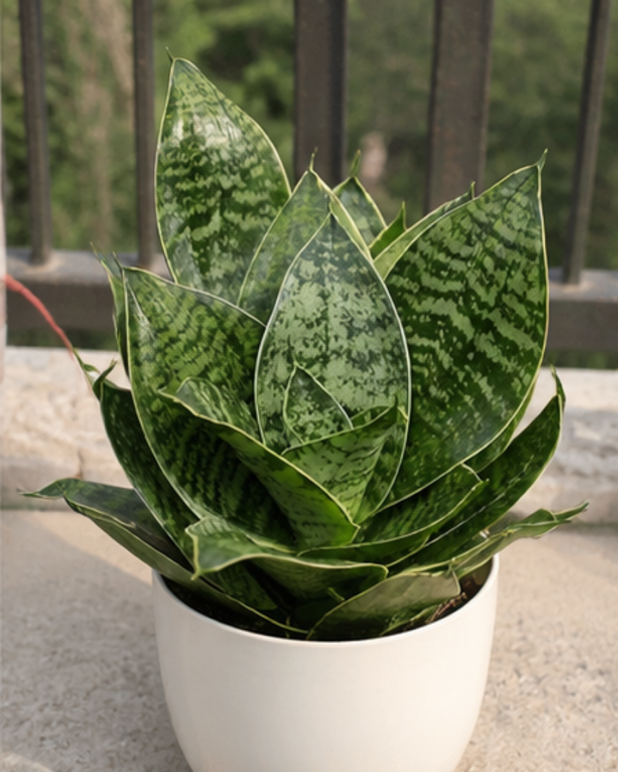Sansevieria Dwarf Snake Plant — view 2