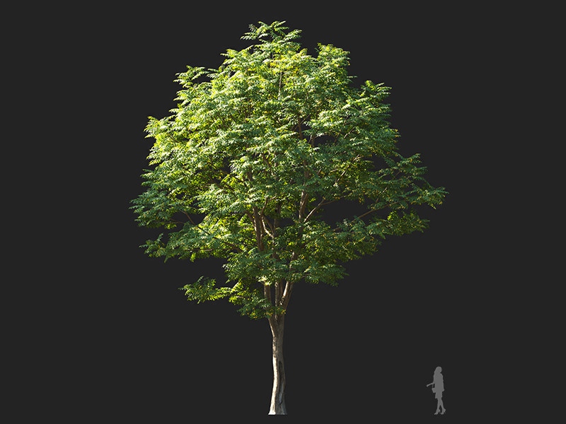 Maxtree - Plant Models Vol.132
