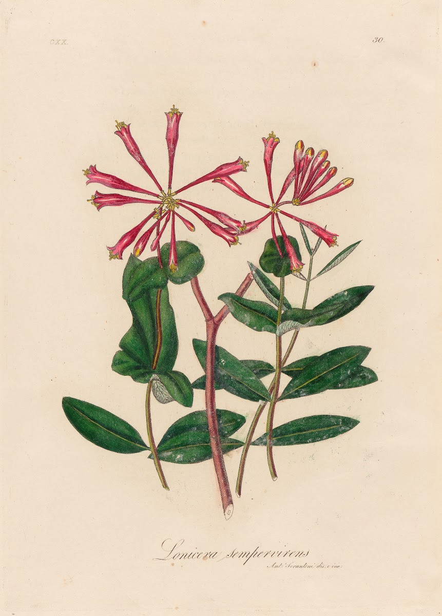 Lonicera sempervirens 1818 1824