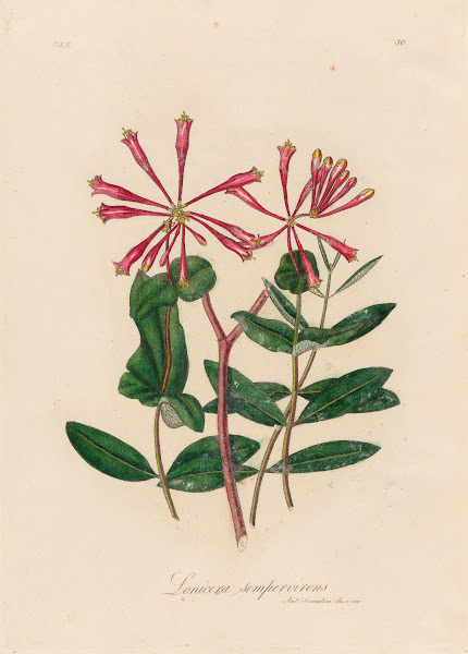 Lonicera sempervirens 1818 1824