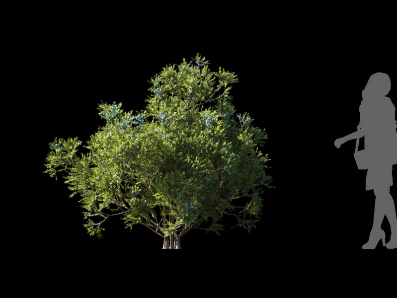 Maxtree - Plant Models Vol.120