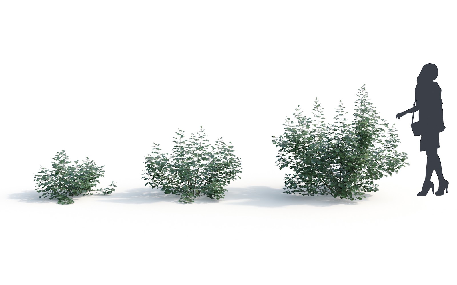 Maxtree - Plant Models Vol.6