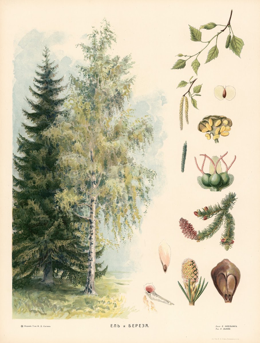 Spruce and birch 1910