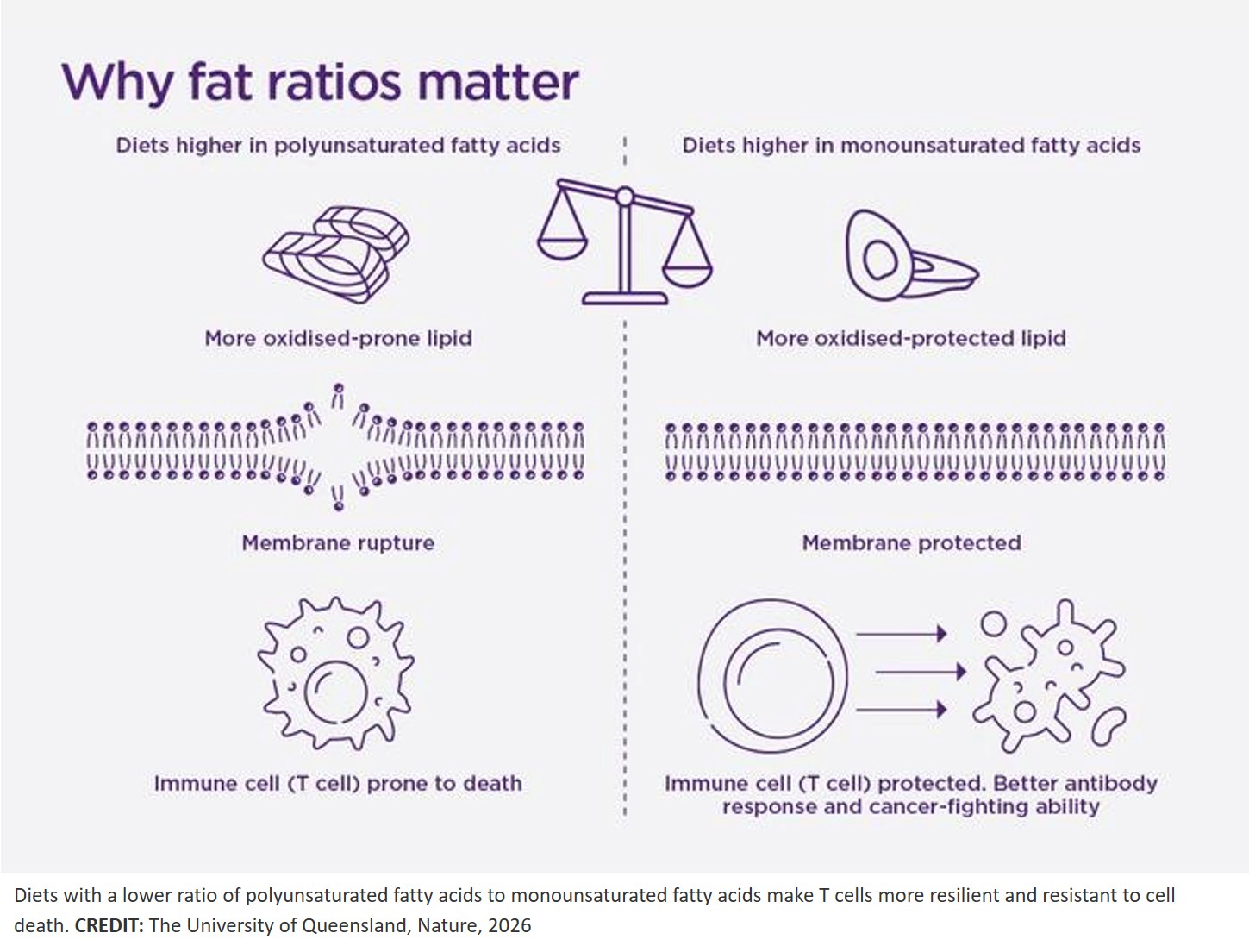 How the fats we eat shape our ability to fight disease