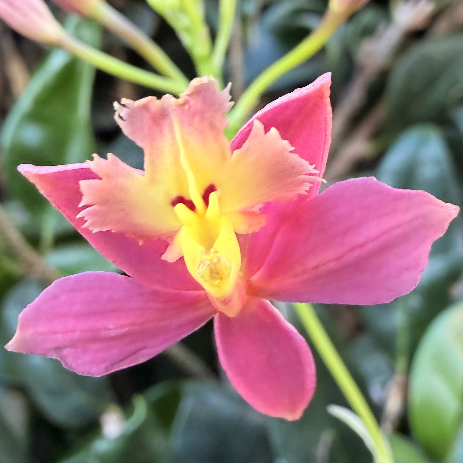 Epi. radicans peach