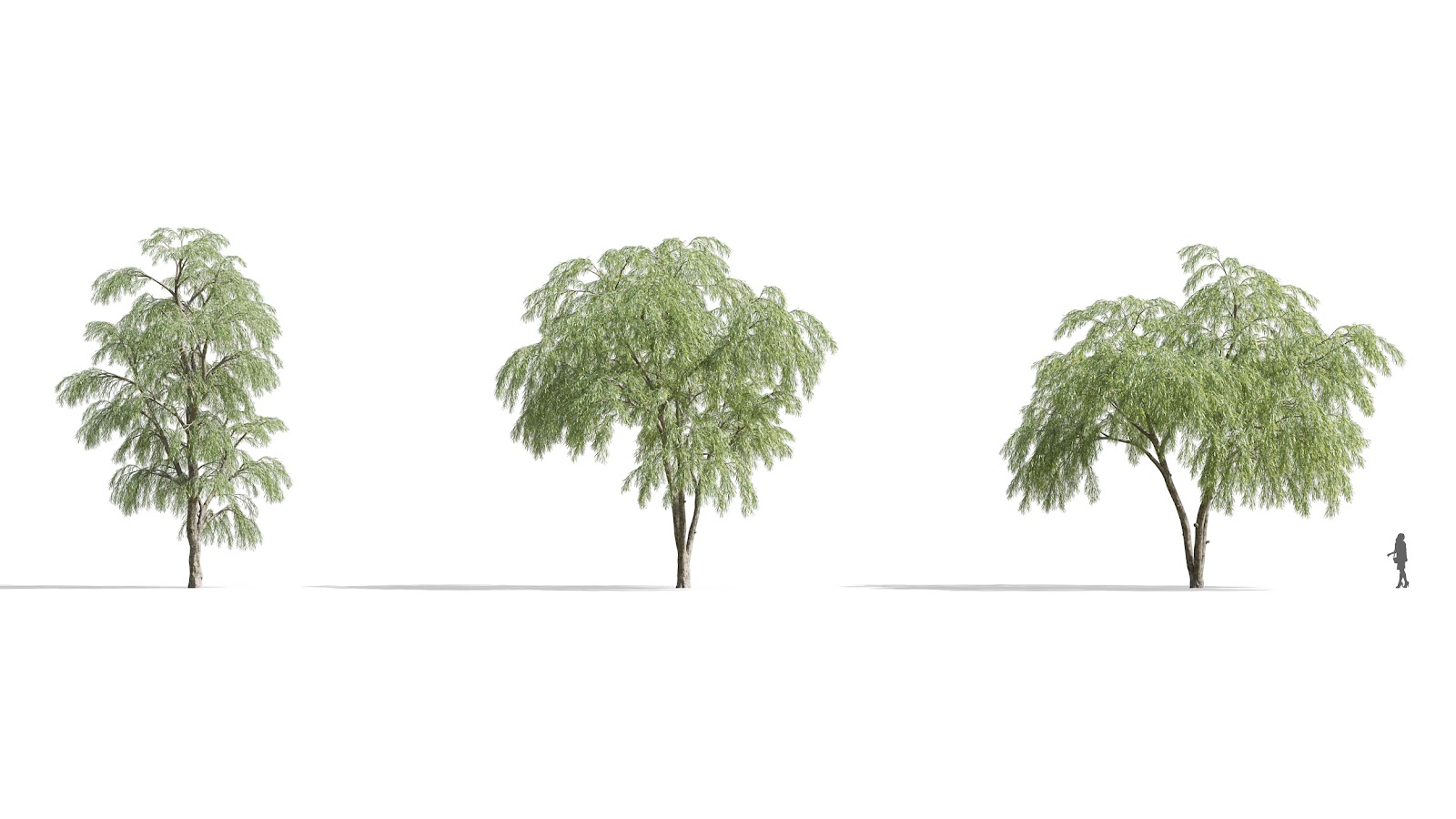 Maxtree - Plant Models Vol.73