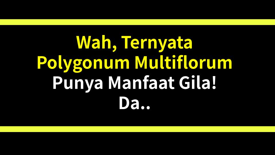 Wah, Ternyata Polygonum Multiflorum Punya Manfaat Gila! Dari Rambut Hitam ke Anti-Penuaan, Beneran Bikin Hidup Berubah!