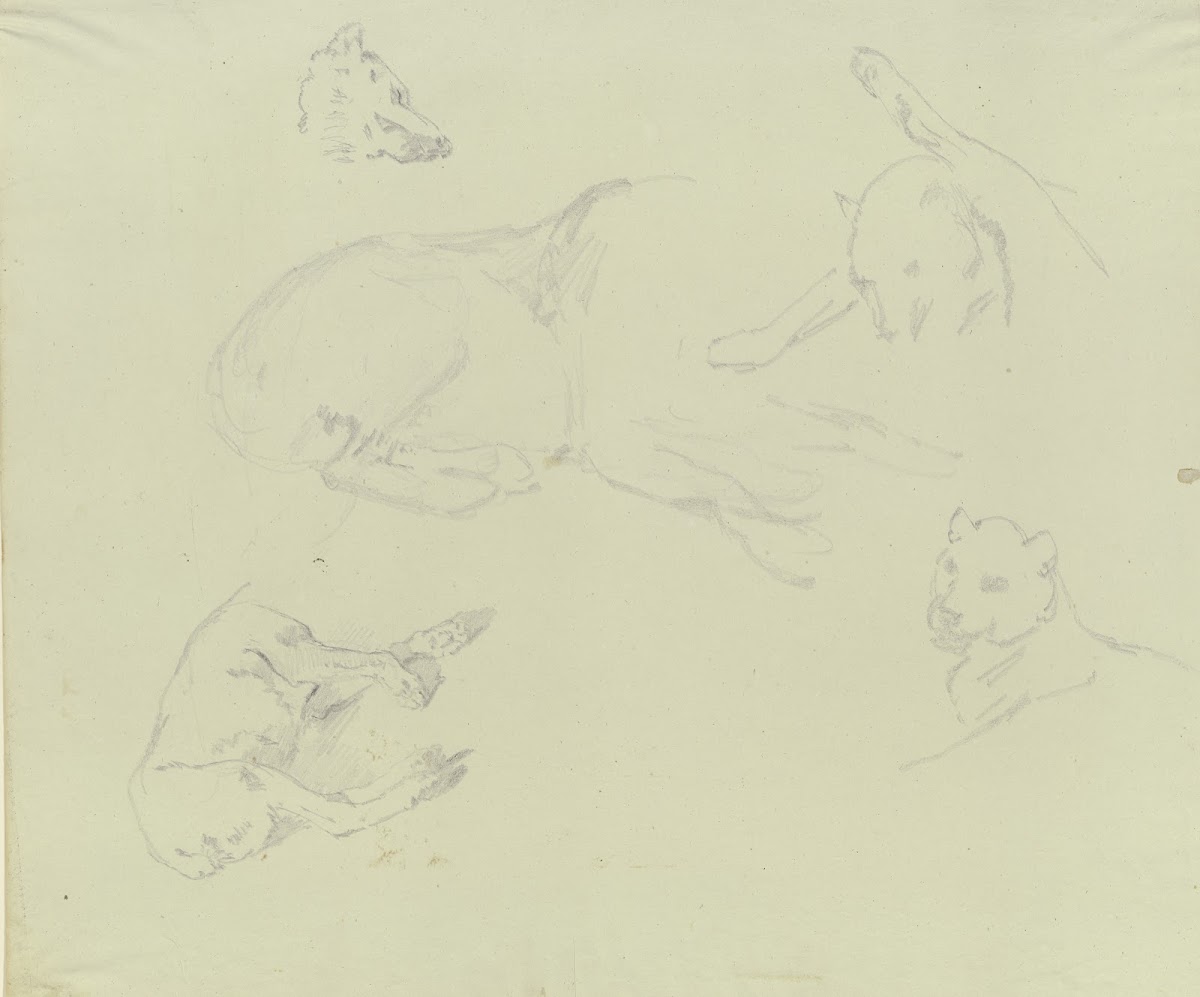 Lions and wolves ca 1831  1840