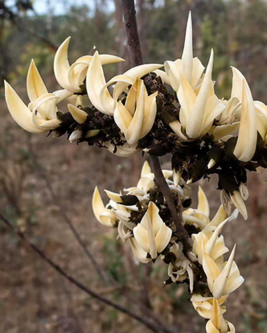 White Palash Plant — view 3