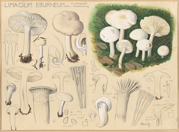 Limacium eburneum Bull 1915 1945