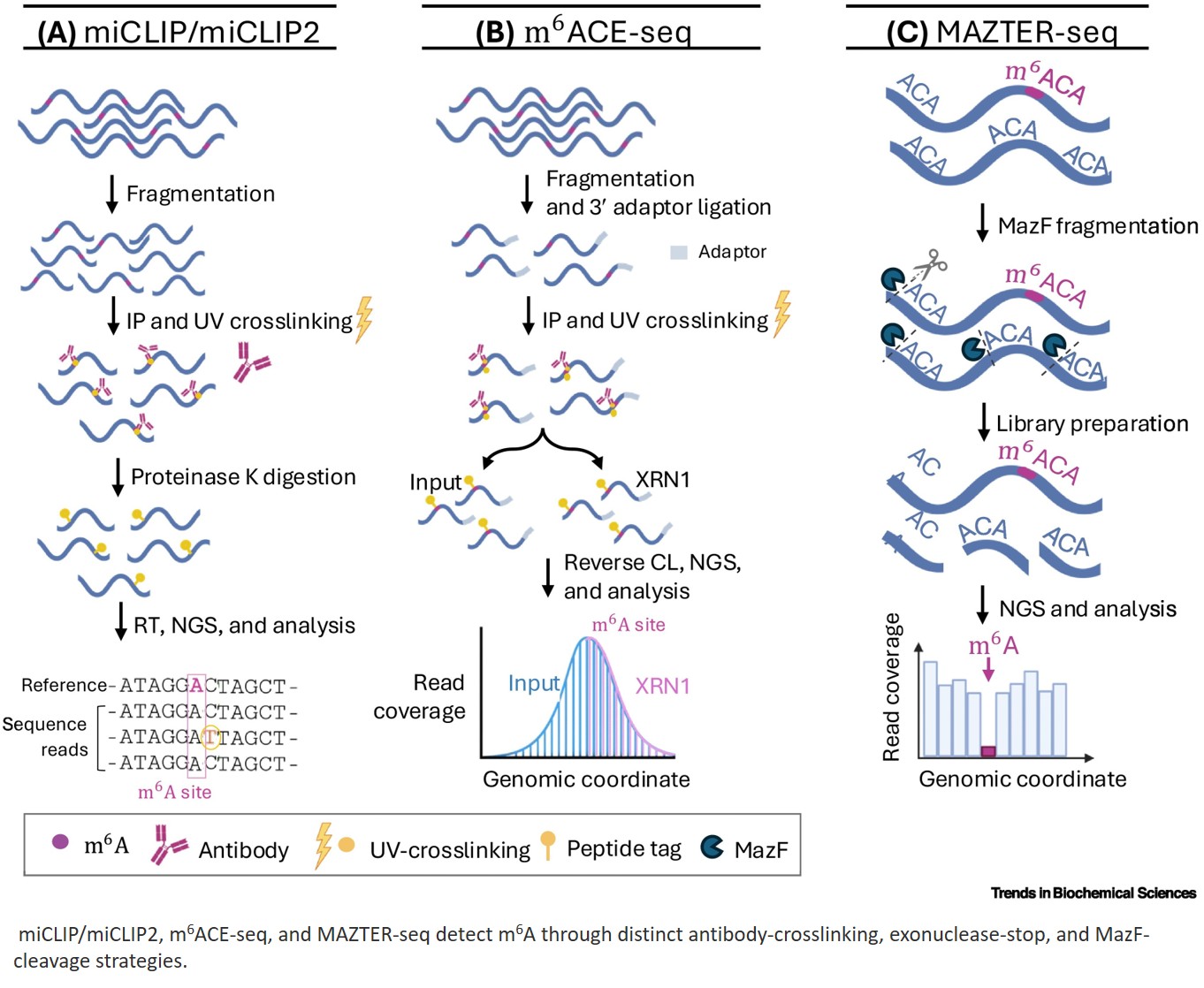 A critical appraisal of base-resolution m6 A  profiling techniques
