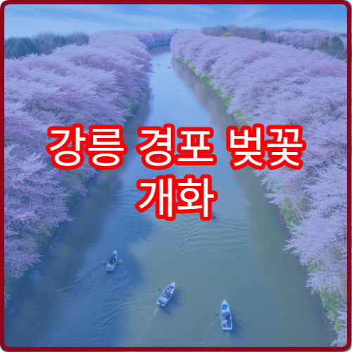 강릉 경포 벚꽃 개화 예상 경포 벚꽃 절정 시기